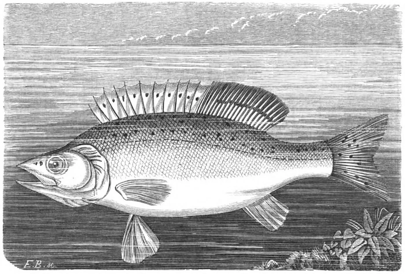 Llobarro pigallat (Dicentrarchus punctatus)