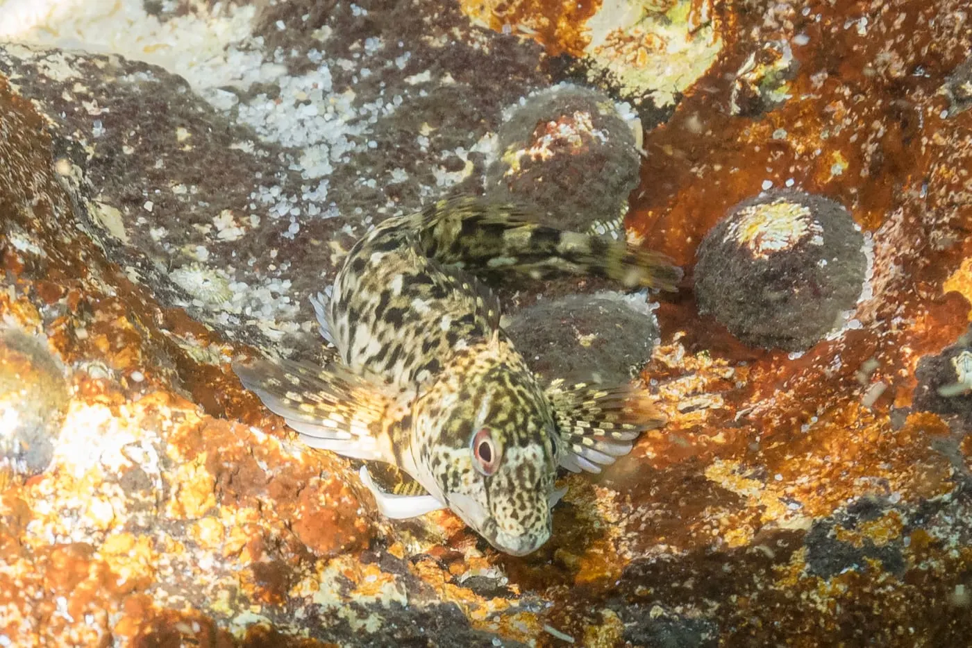 Bavosa de casquet (Coryphoblennius galerita)