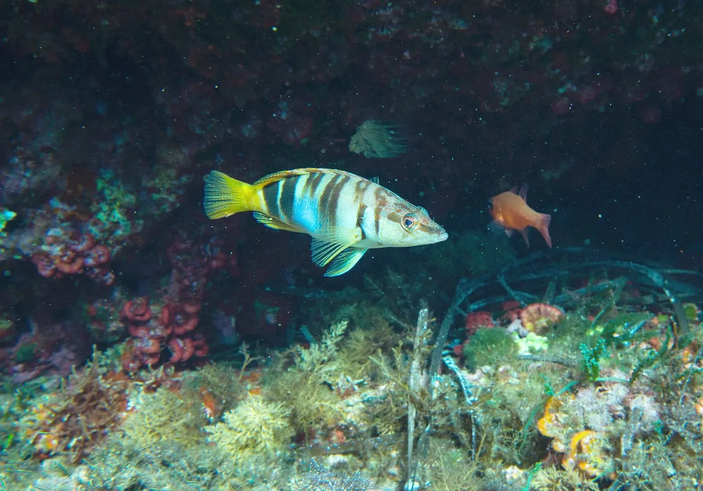 Vaca serrana (Serranus scriba)