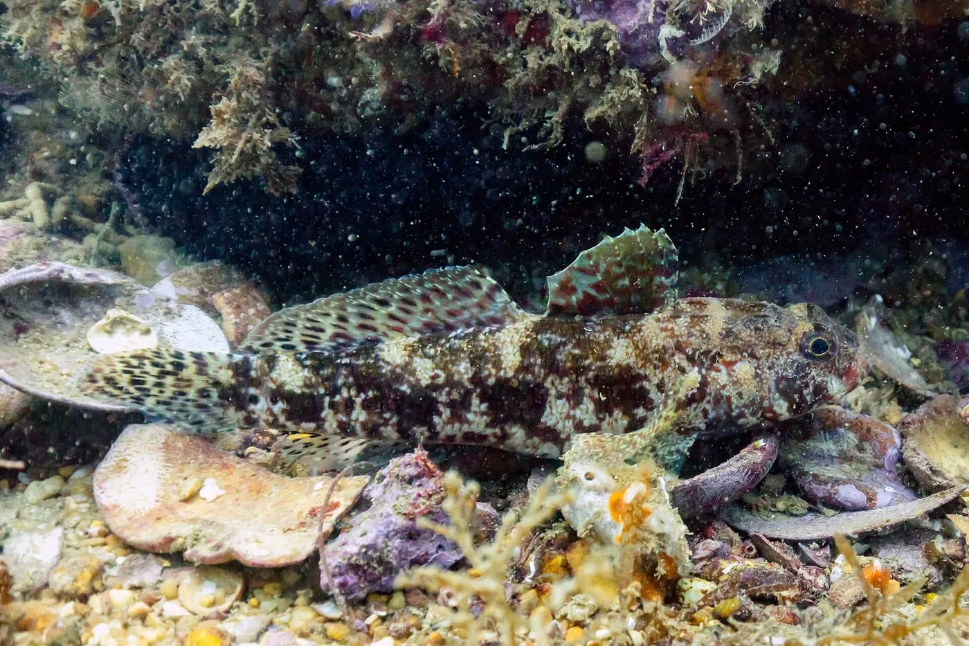 Gòbit vermell (Gobius cruentatus)