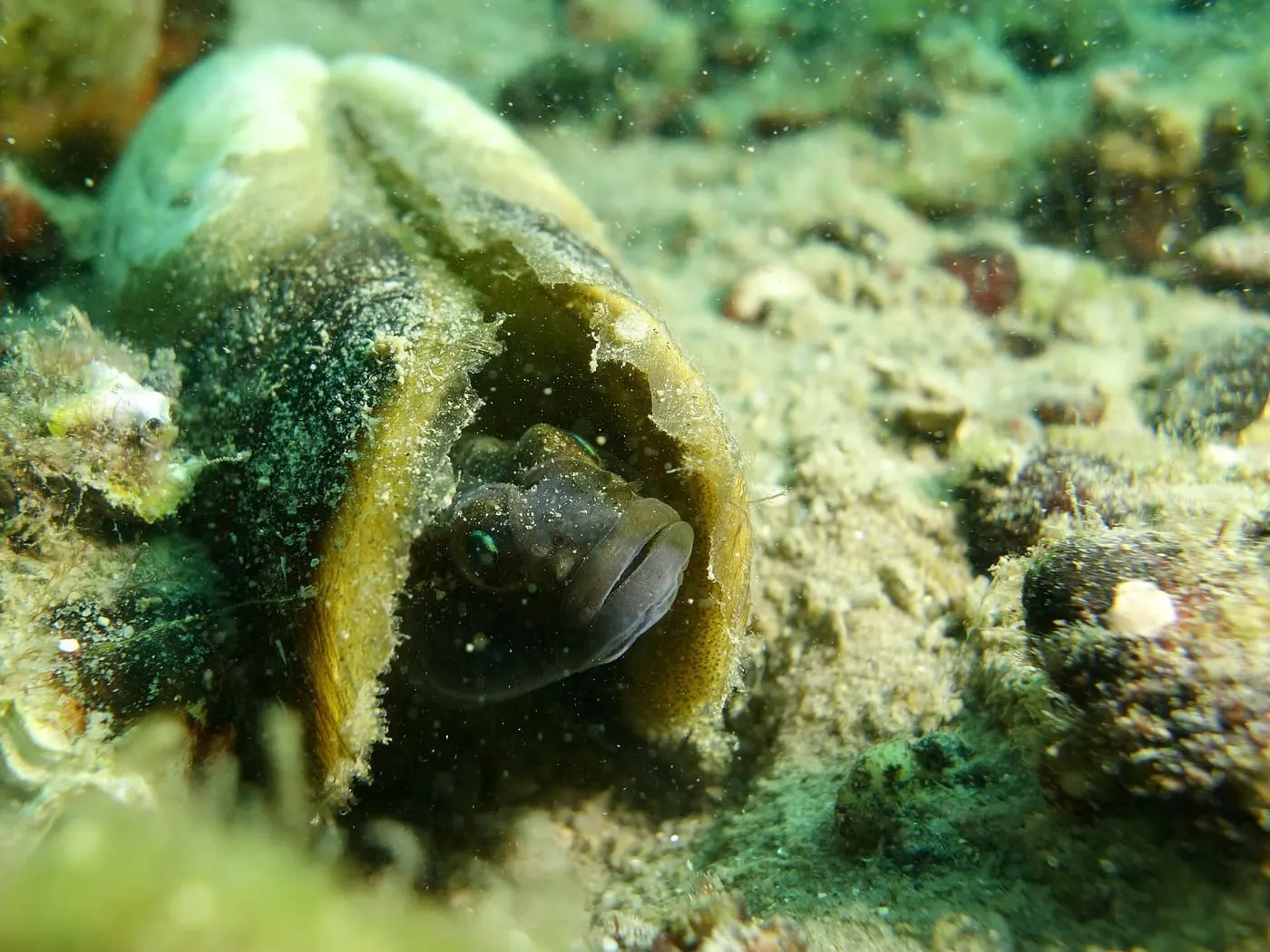 Cabot de fang (Gobius niger)
