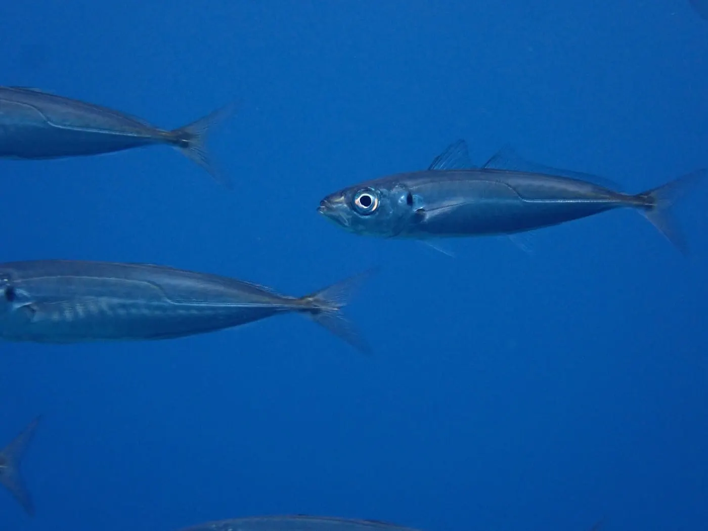 Sorell fumat (Trachurus picturatus)