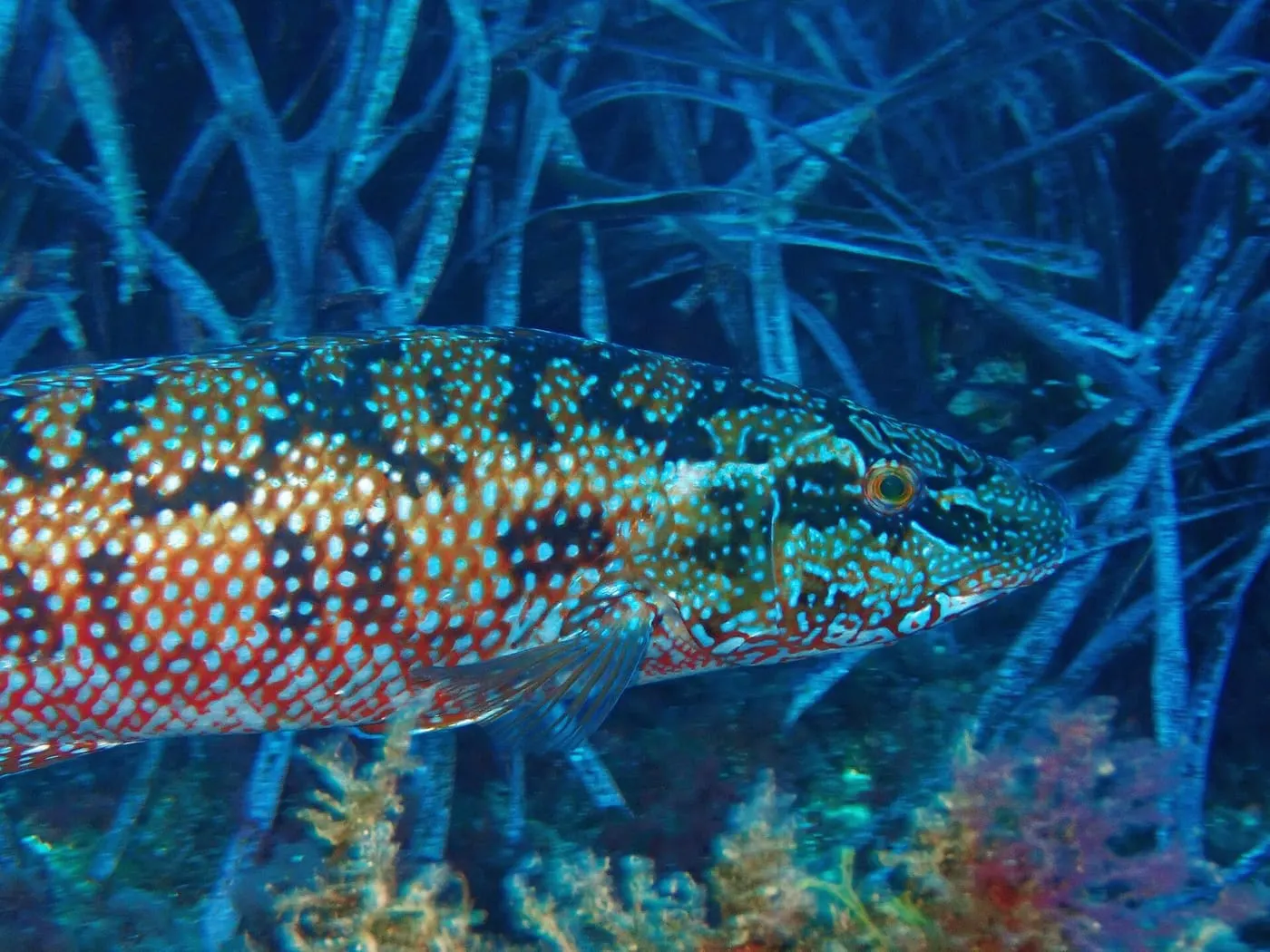 Massot verd (Labrus viridis)