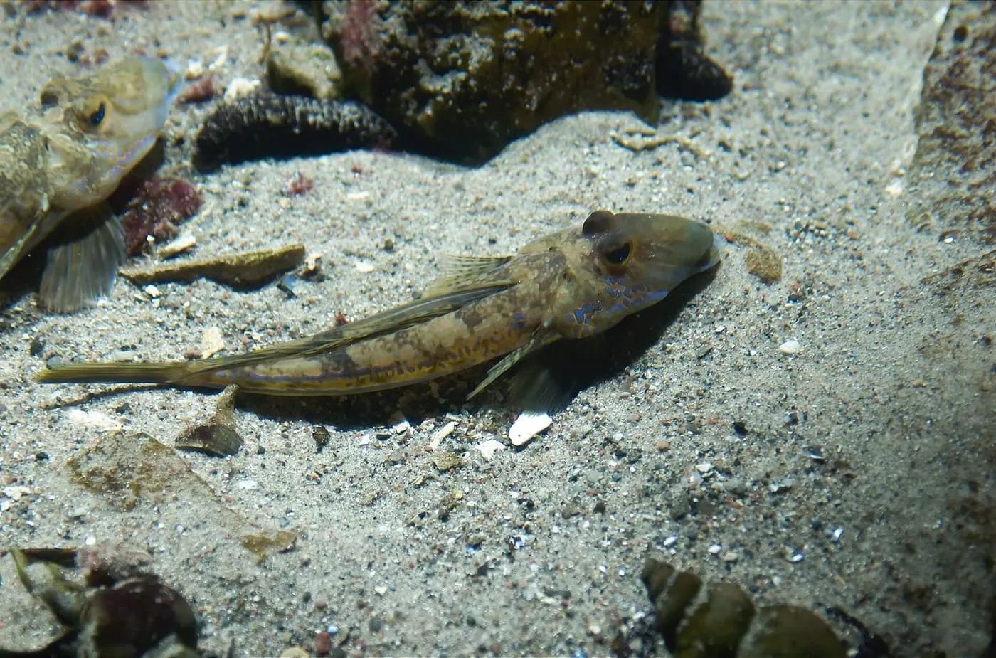 Dragó lira (Callionymus lyra)