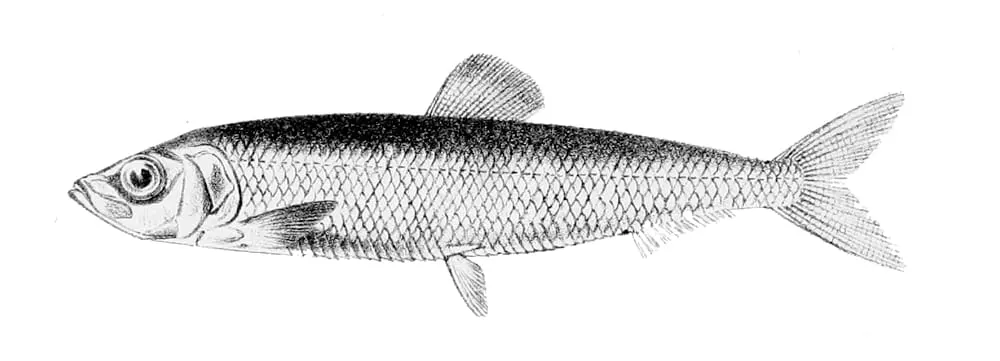 Amploia (Sprattus sprattus)