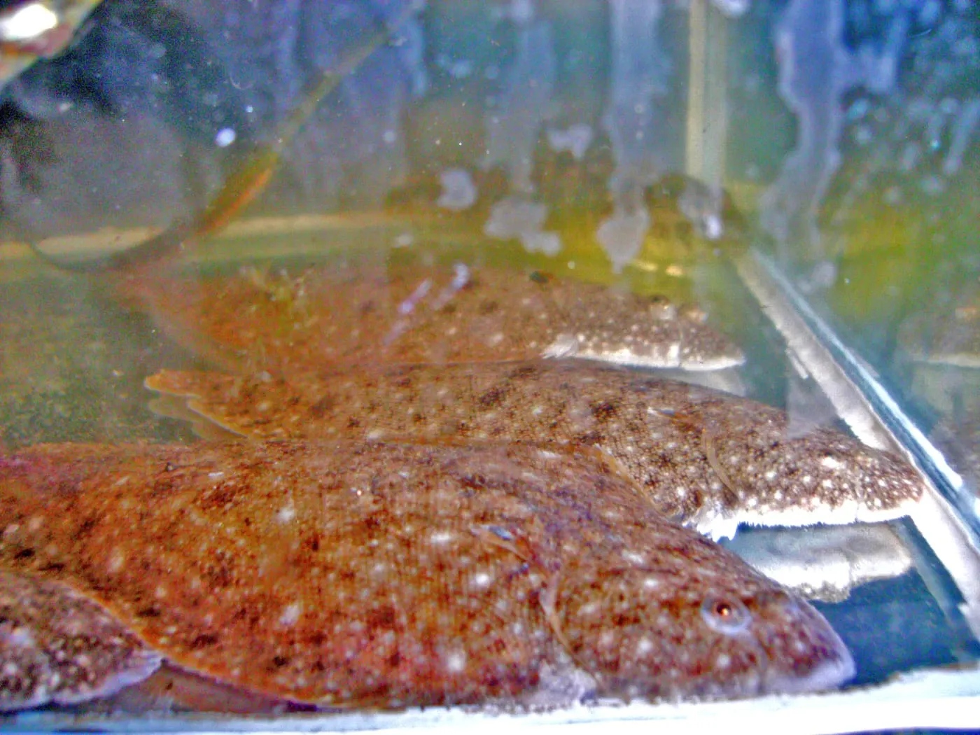 Llenguado nassut (Pegusa lascaris)