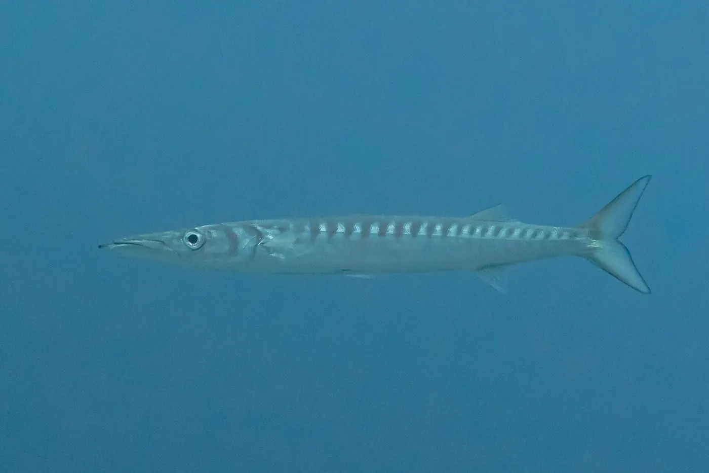 Espet imperial (Sphyraena viridensis)