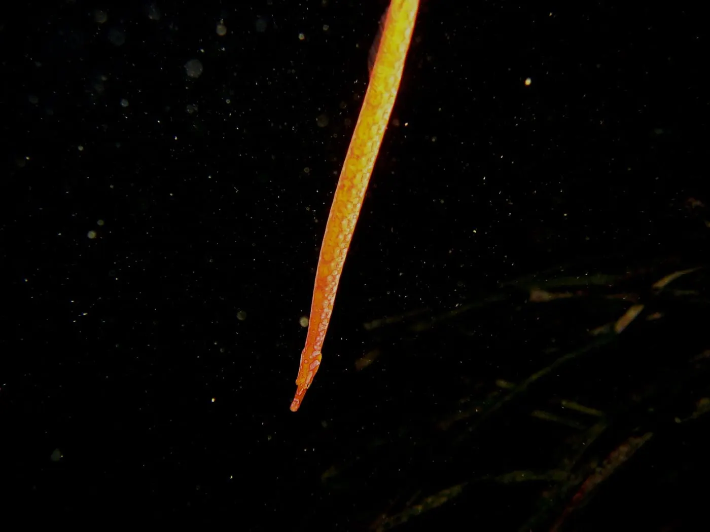 Serpetó (Nerophis maculatus)