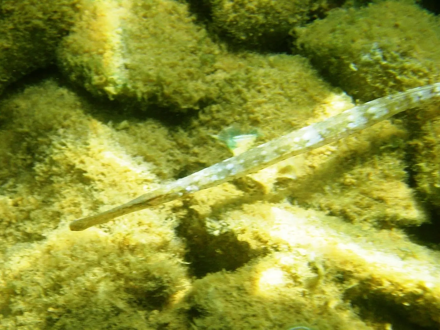 Agulleta de bosc (Syngnathus typhle)