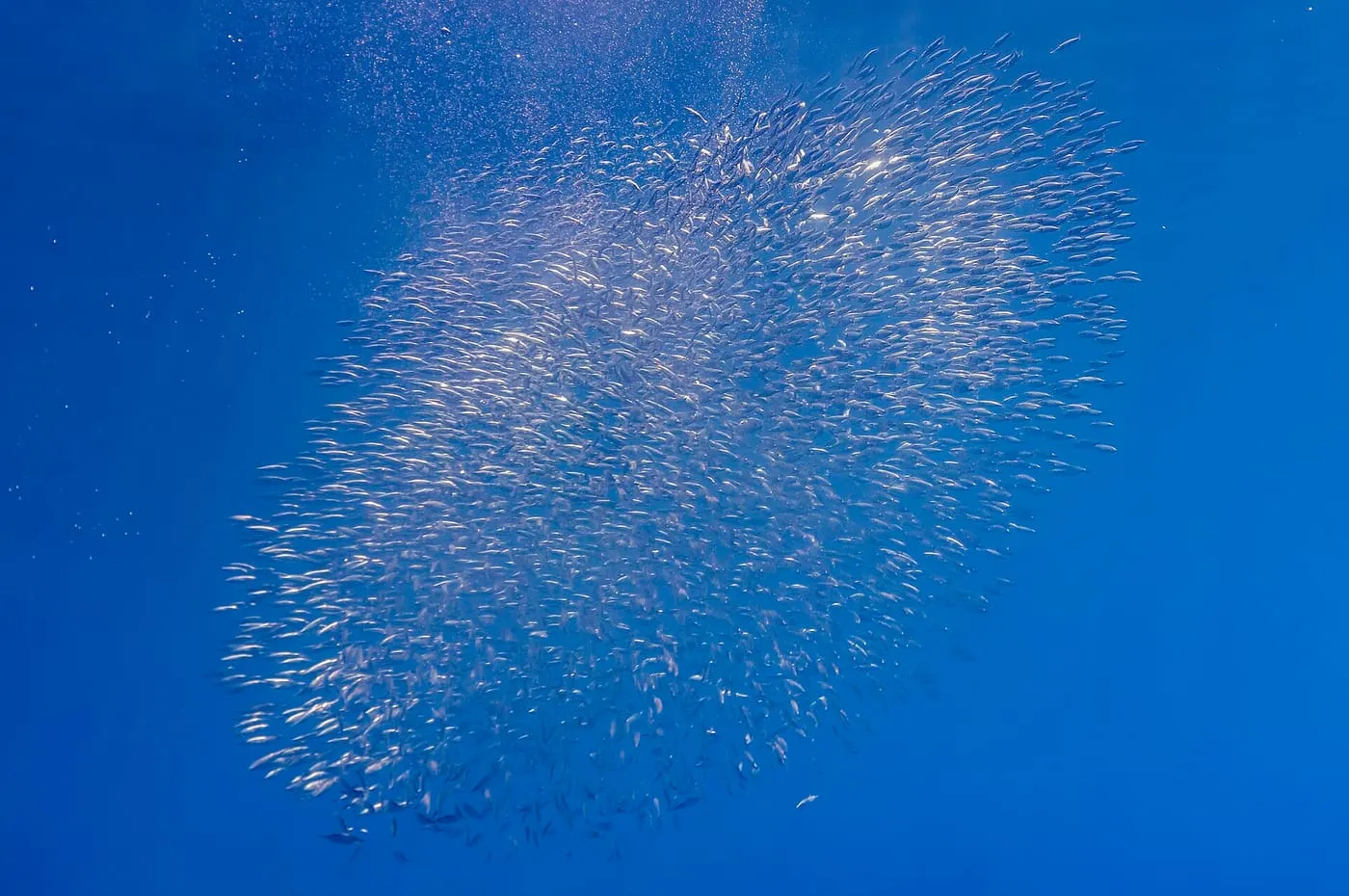 Flauteret (Macroramphosus scolopax)