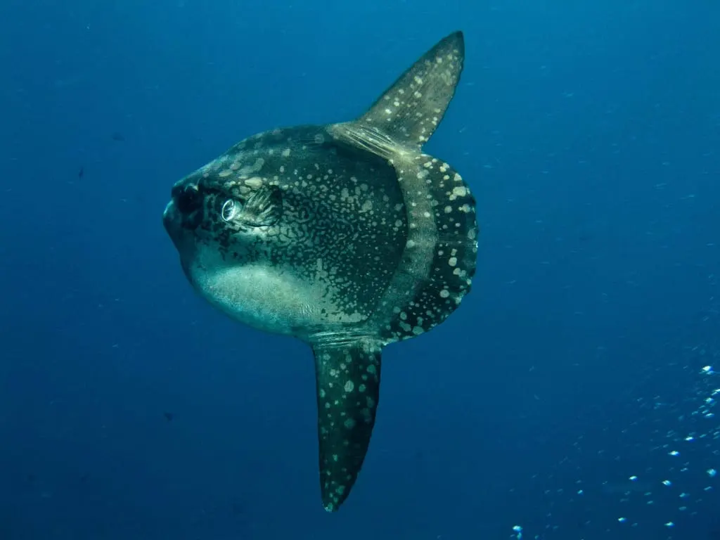 Bot (Mola mola)