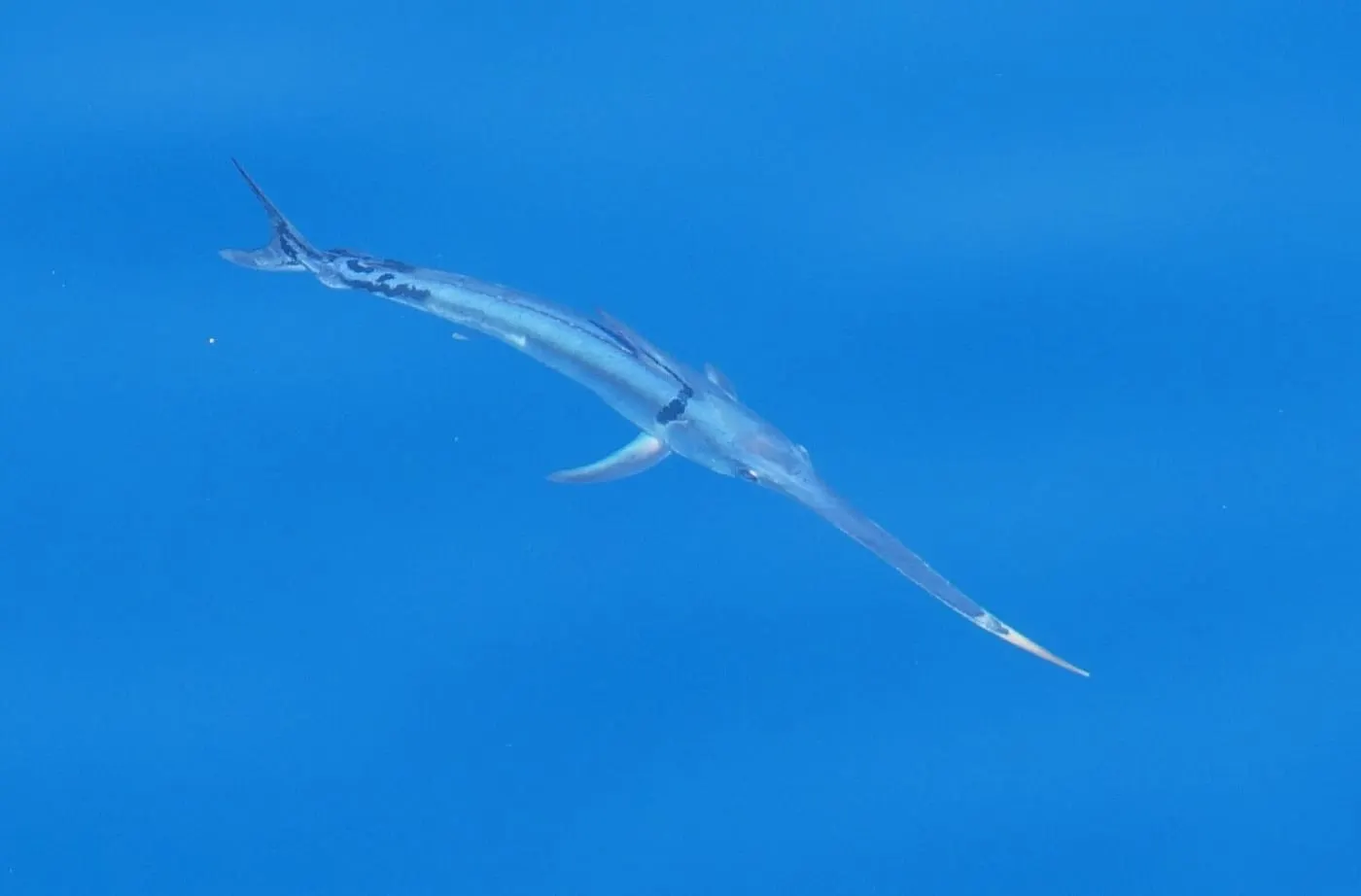 Emperador (Xiphias gladius)