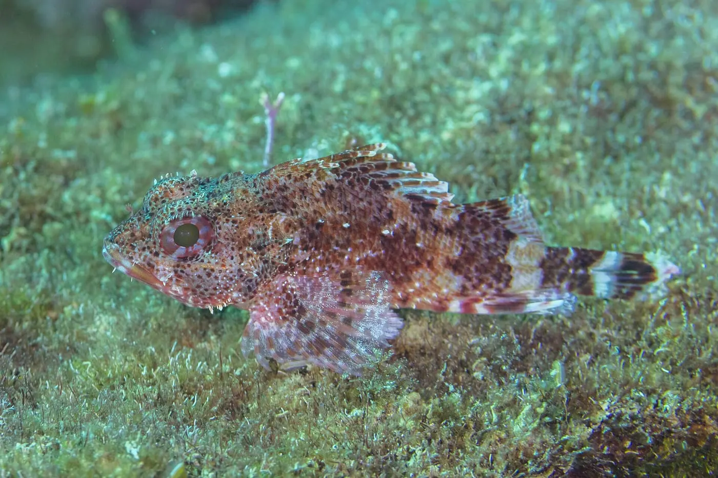Escórpora de penyal (Scorpaena maderensis)