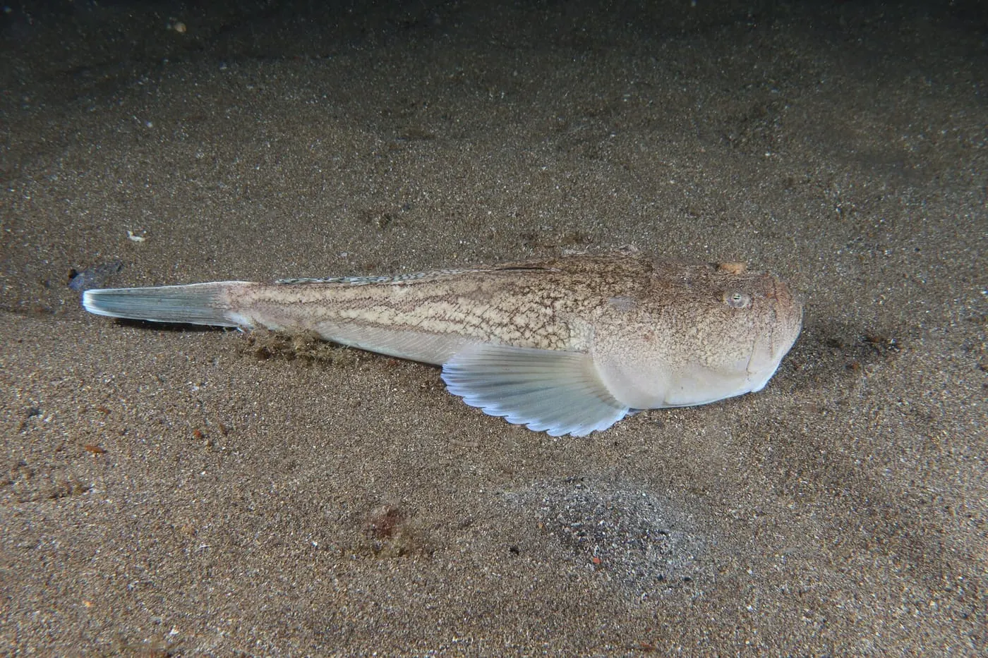 Rata (Uranoscopus scaber)