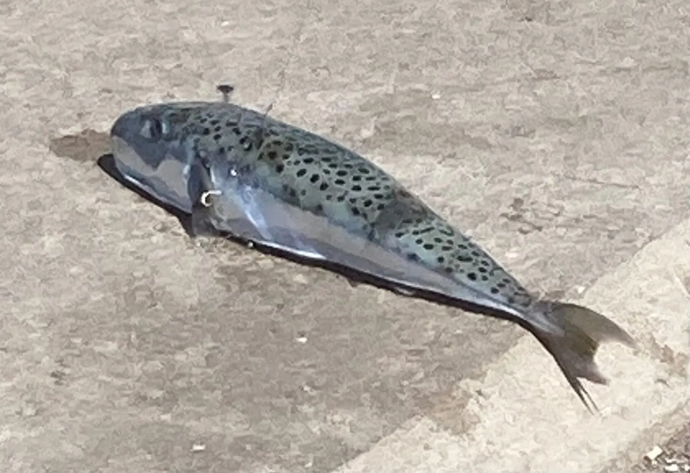Baldufa (Lagocephalus sceleratus)