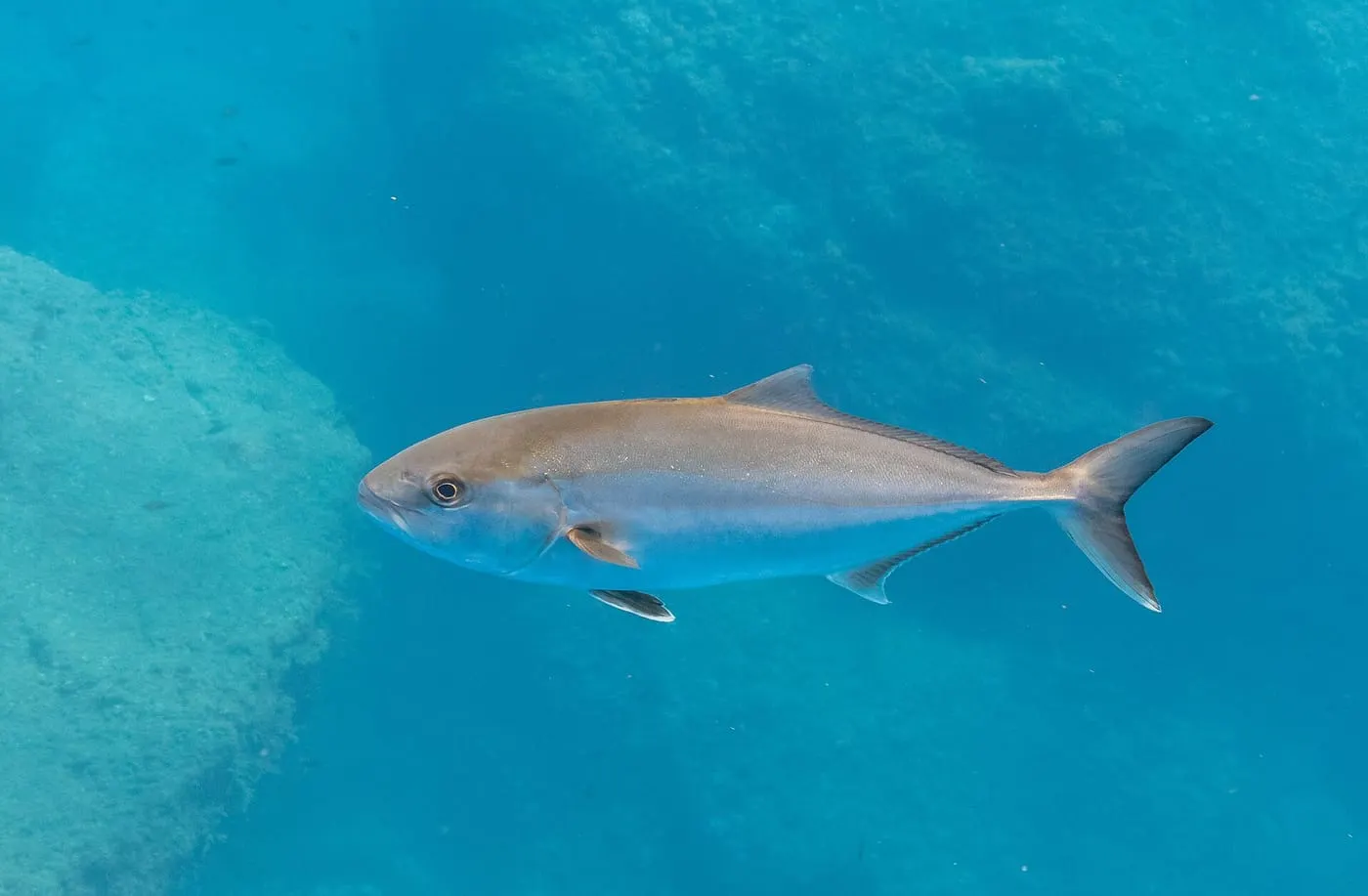 Círvia (Seriola dumerili)