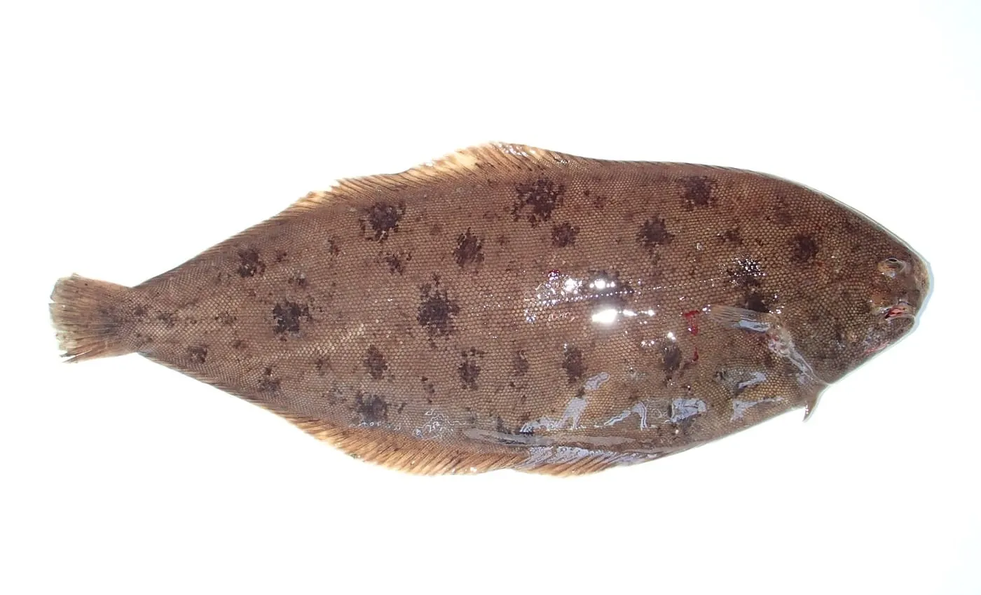 Llenguado (Solea solea)