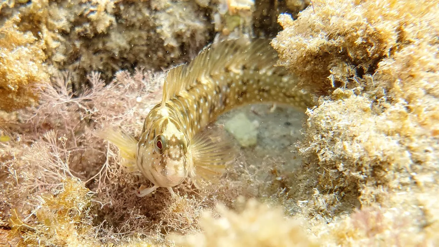 Bavosa de bassa (Salaria pavo)