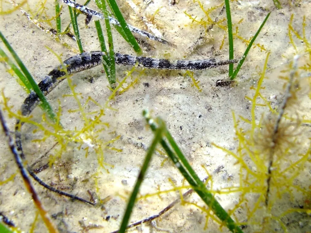 Agulleta de riu (Syngnathus abaster)