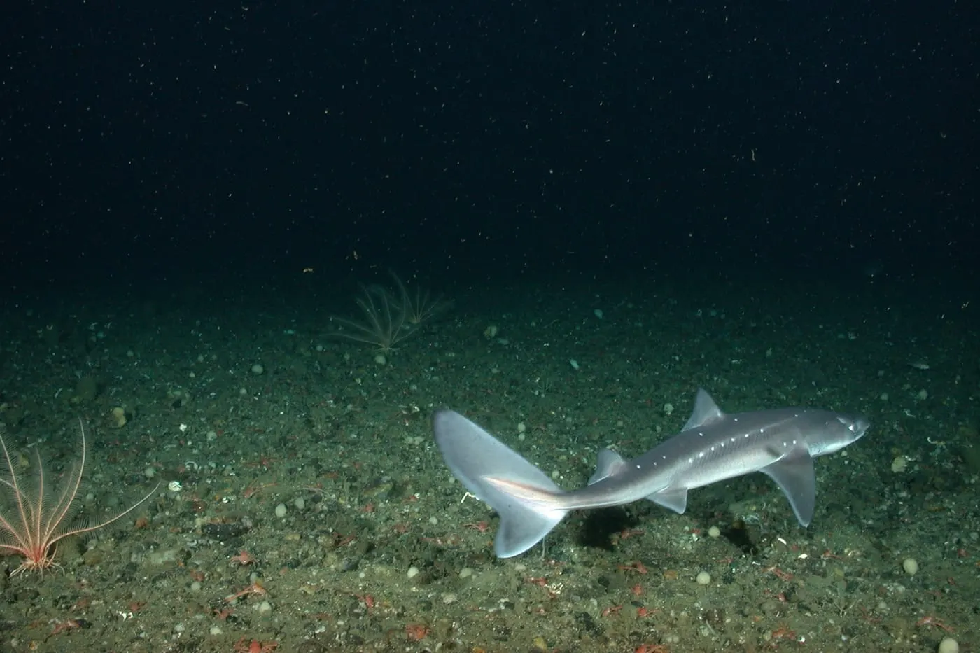 Agullat ver (Squalus acanthias)