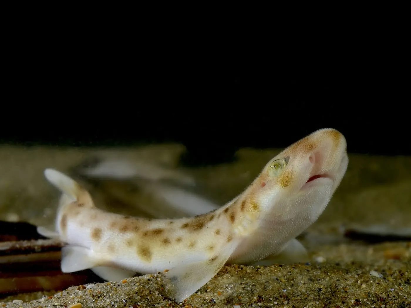 Gatvaire (Scyliorhinus canicula)