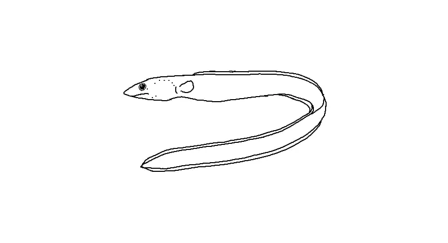 Serp de mar (Ophisurus serpens)