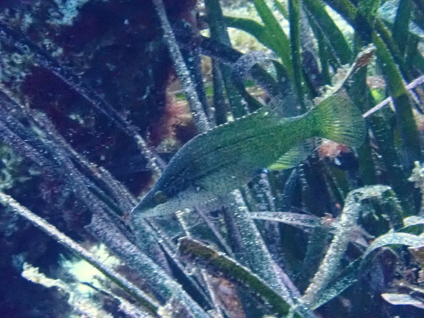 Petarc (Symphodus rostratus)