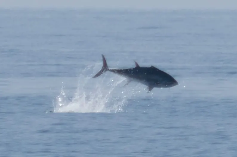 Tonyina (Thunnus thynnus)