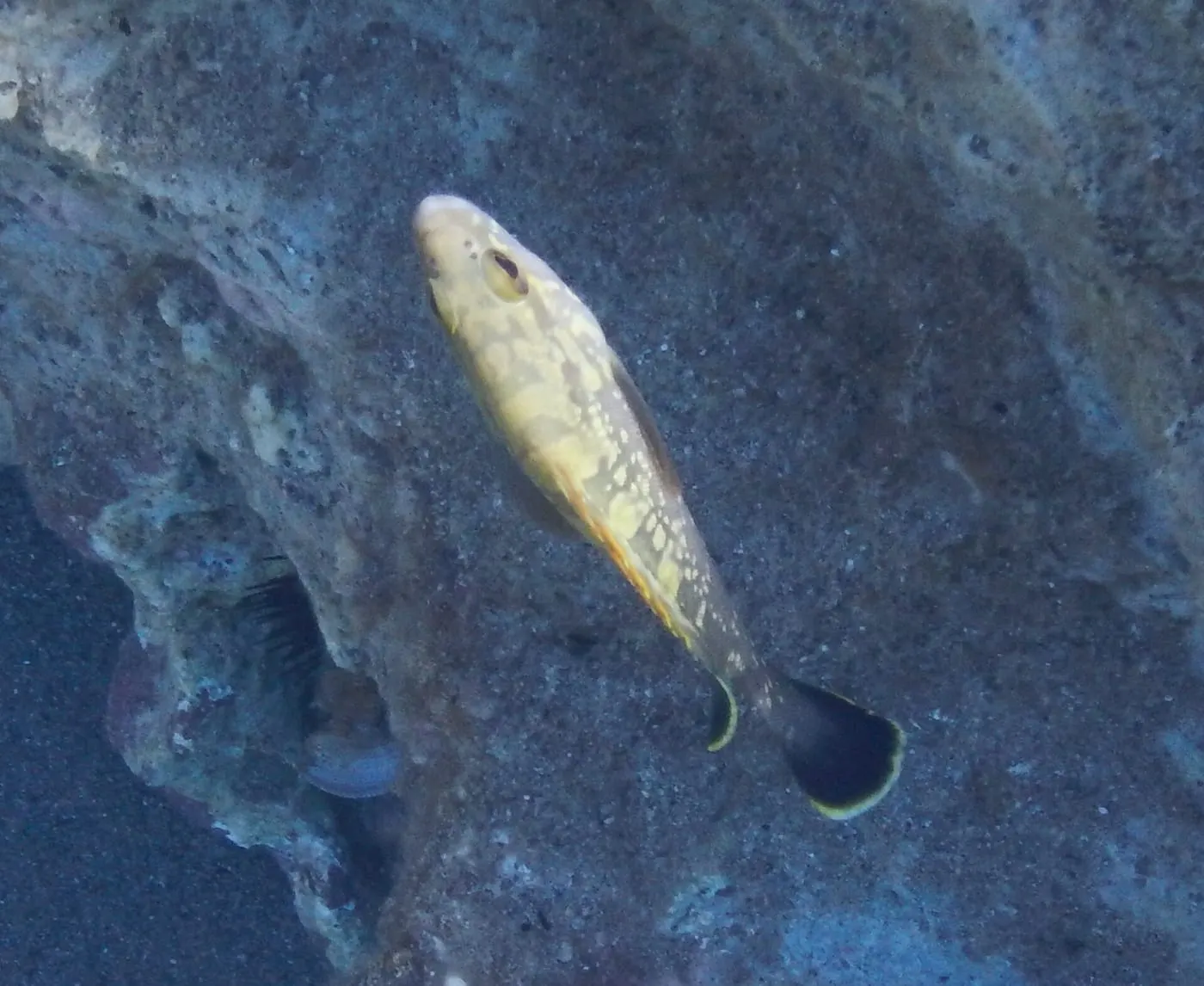 Anfós (Epinephelus marginatus)