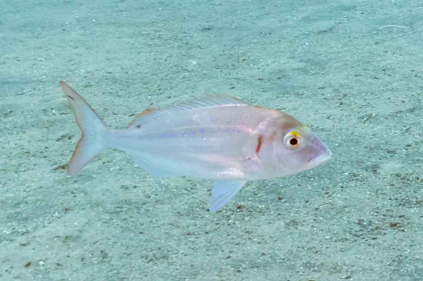 Pagell (Pagellus erythrinus)
