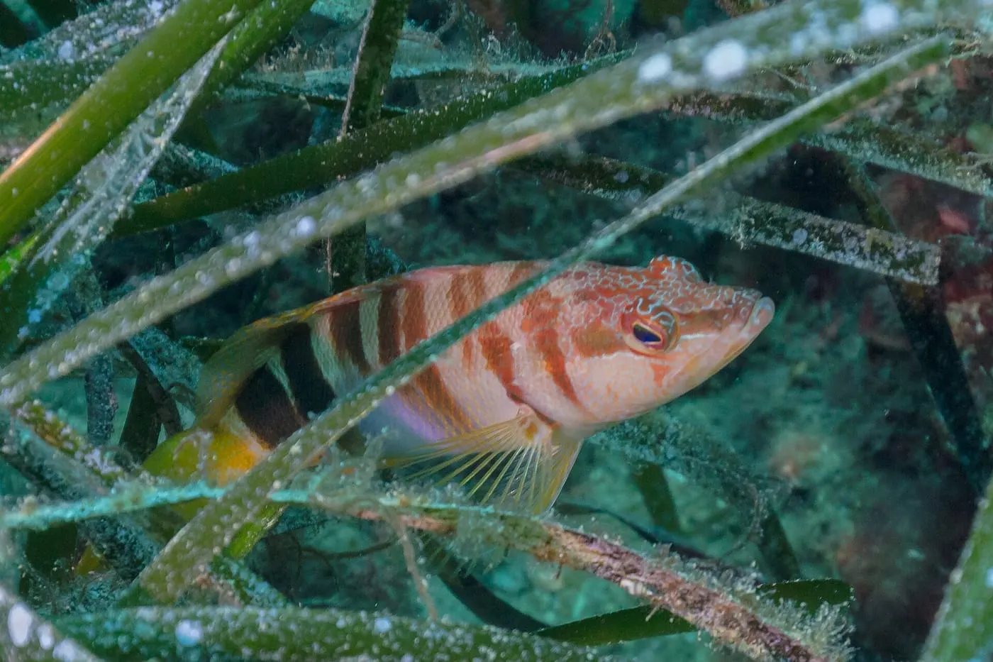 Vaca serrana (Serranus scriba)
