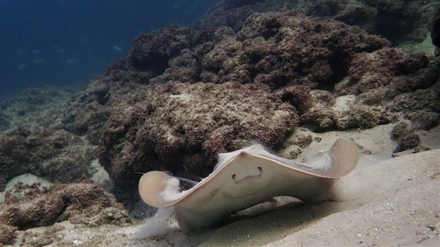 Escurçana (Dasyatis pastinaca)
