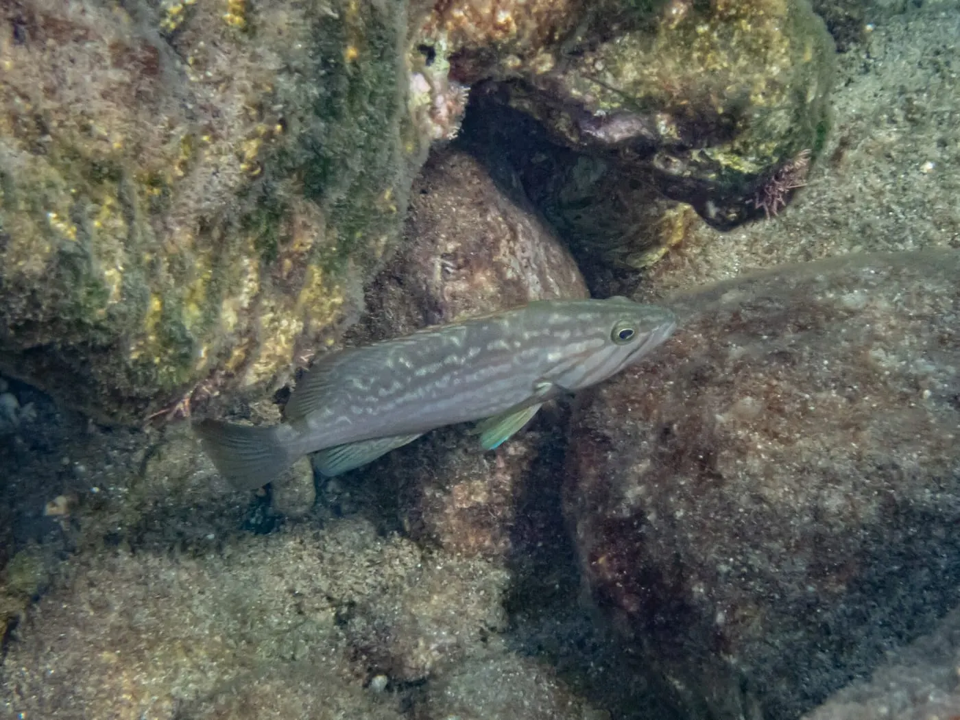 Anfós jueu (Mycteroperca rubra)
