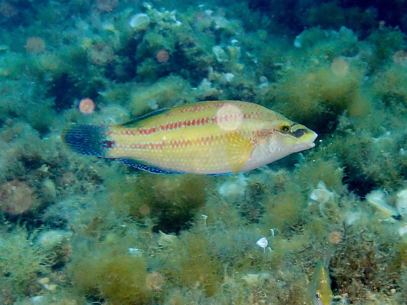 Llavió (Symphodus tinca)