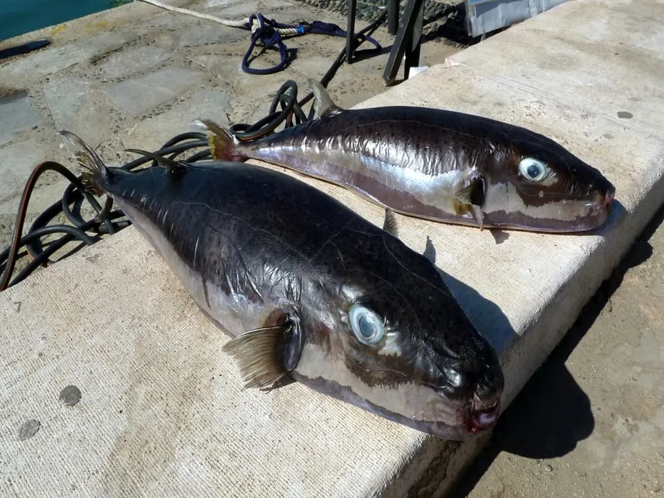 Baldufa (Lagocephalus sceleratus)