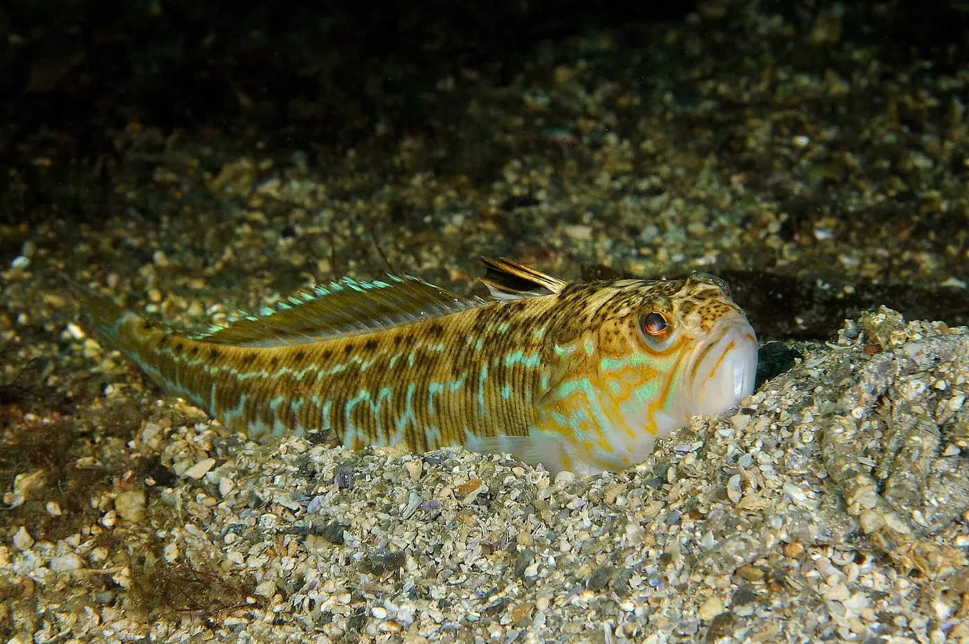 Aranya blanca (Trachinus draco)