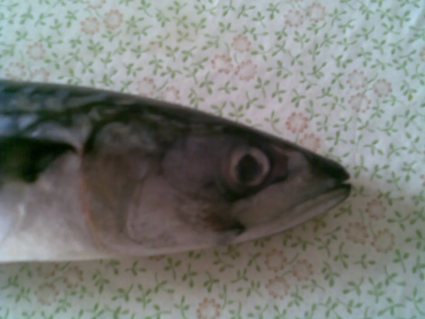 Verat (Scomber scombrus)
