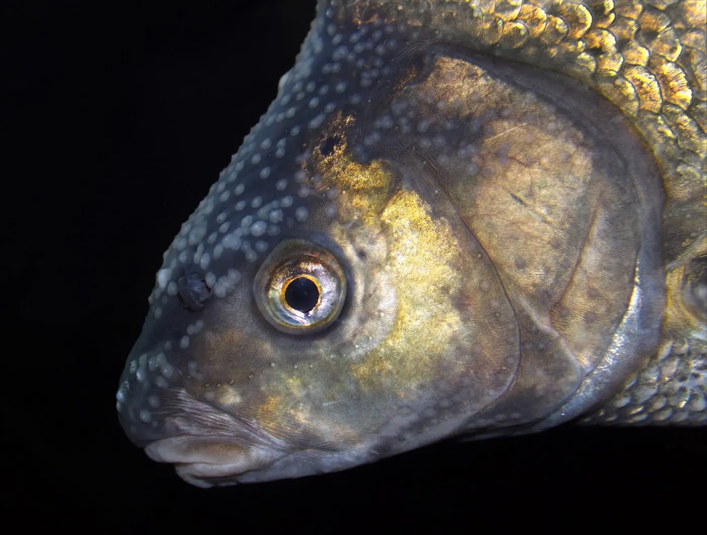 Saputa (Brama brama)