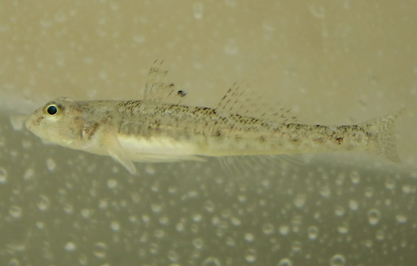 Gobi menut (Pomatoschistus minutus)
