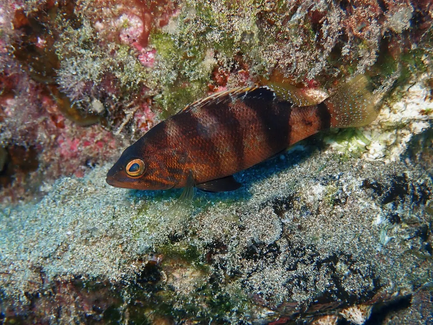 Inflaconys (Serranus hepatus)