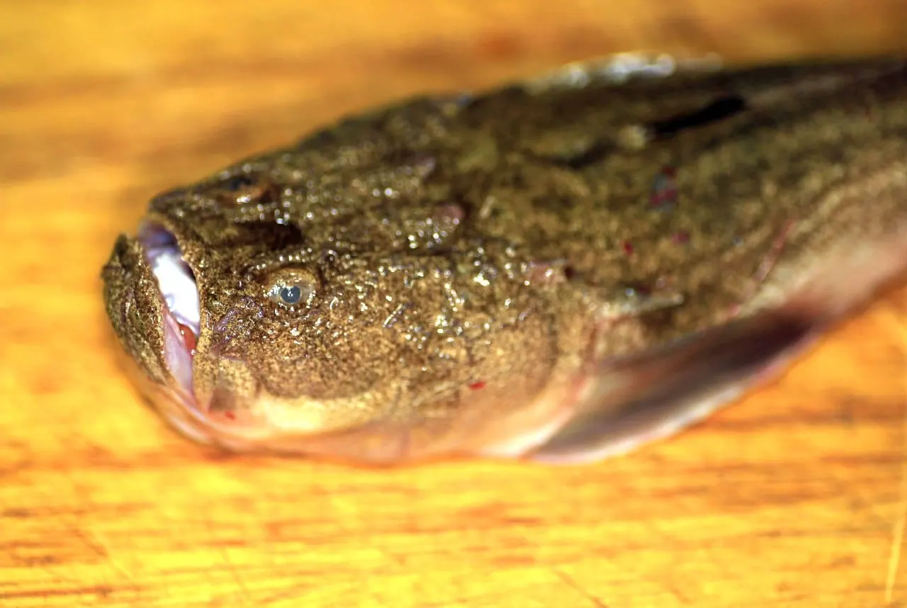 Rata (Uranoscopus scaber)