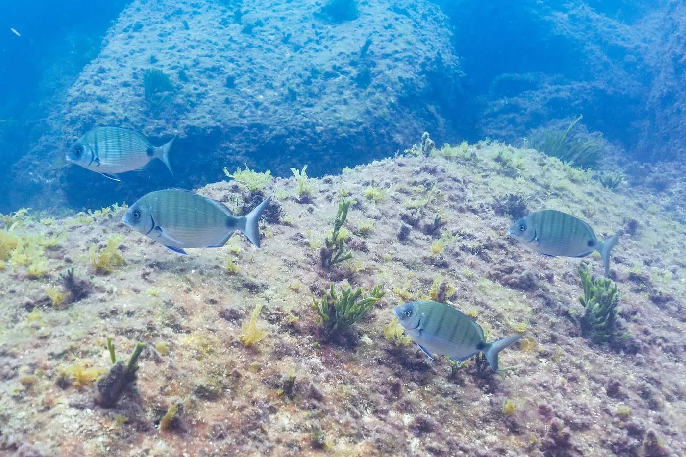 Morruda (Diplodus puntazzo)