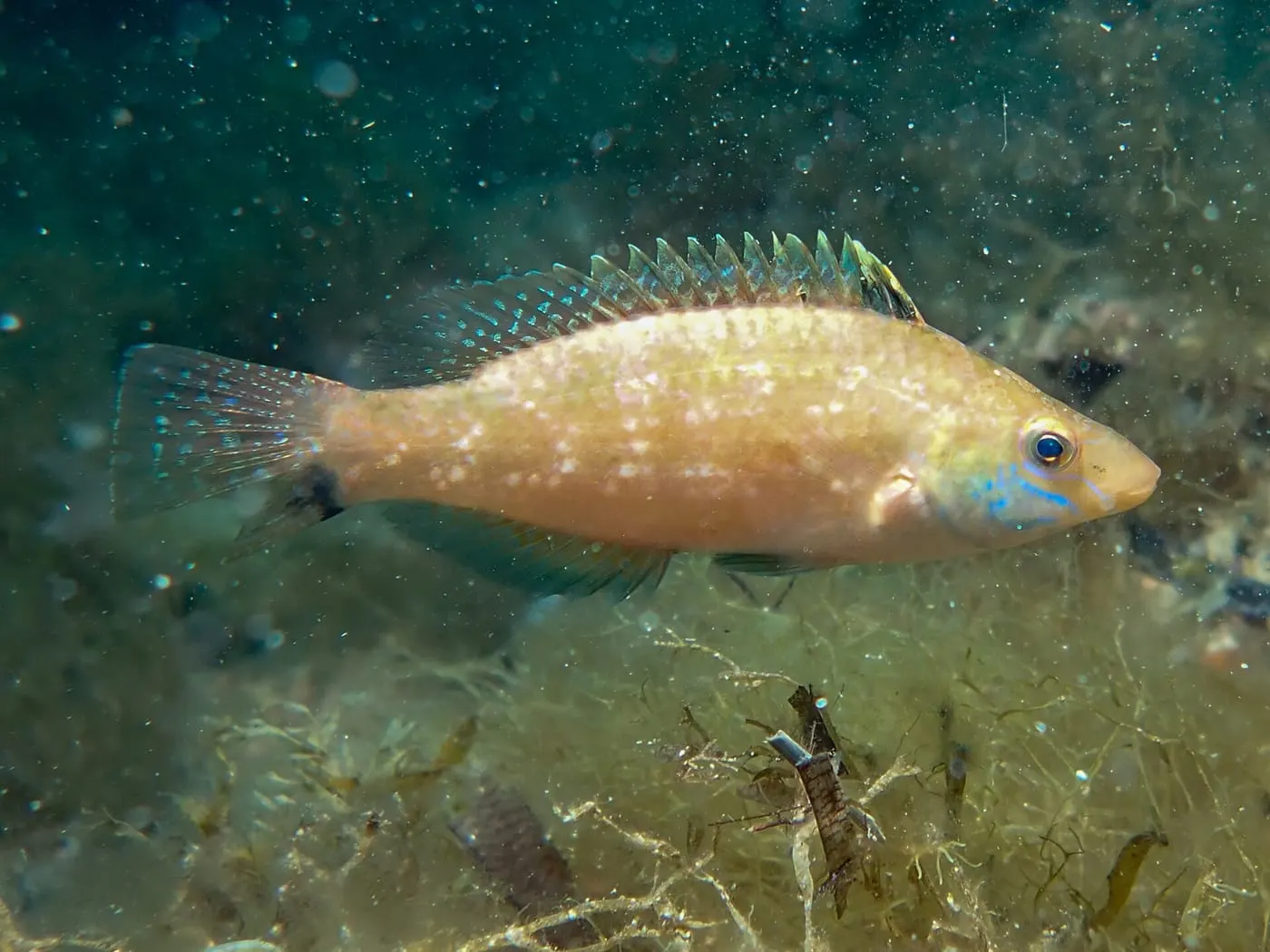 Tord gris (Symphodus cinereus)