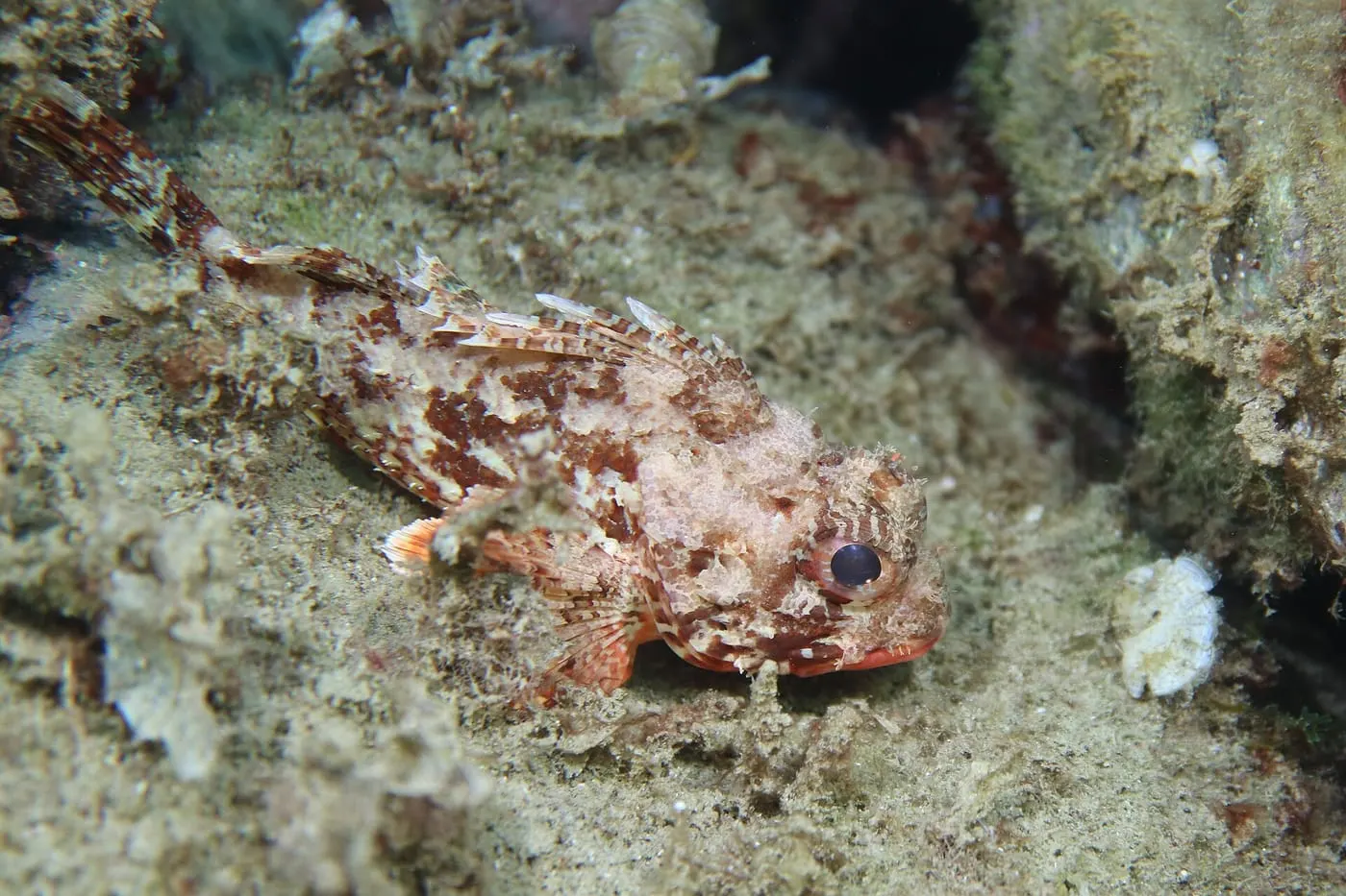 Escórpora vermella (Scorpaena notata)