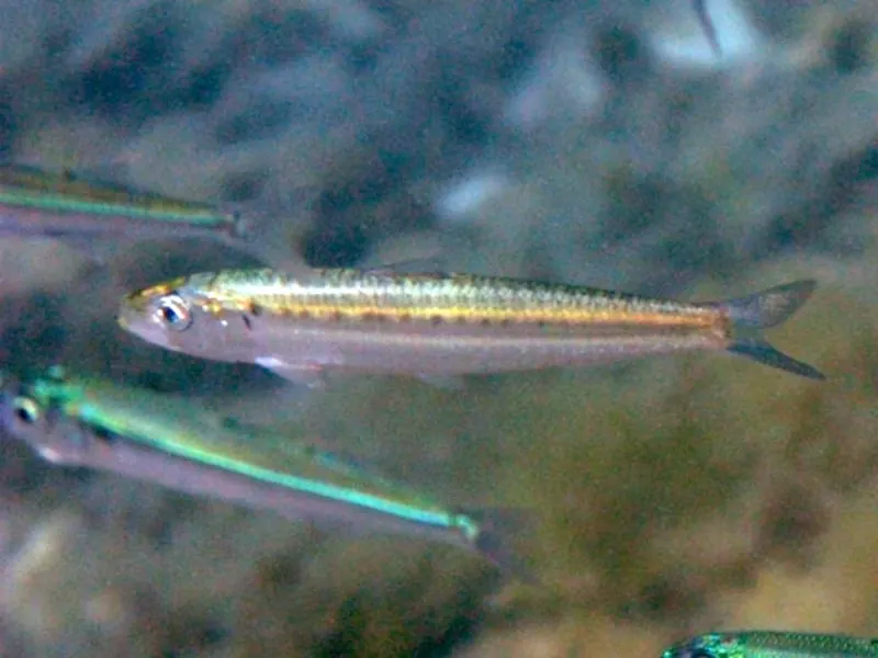 Sardina (Sardina pilchardus)