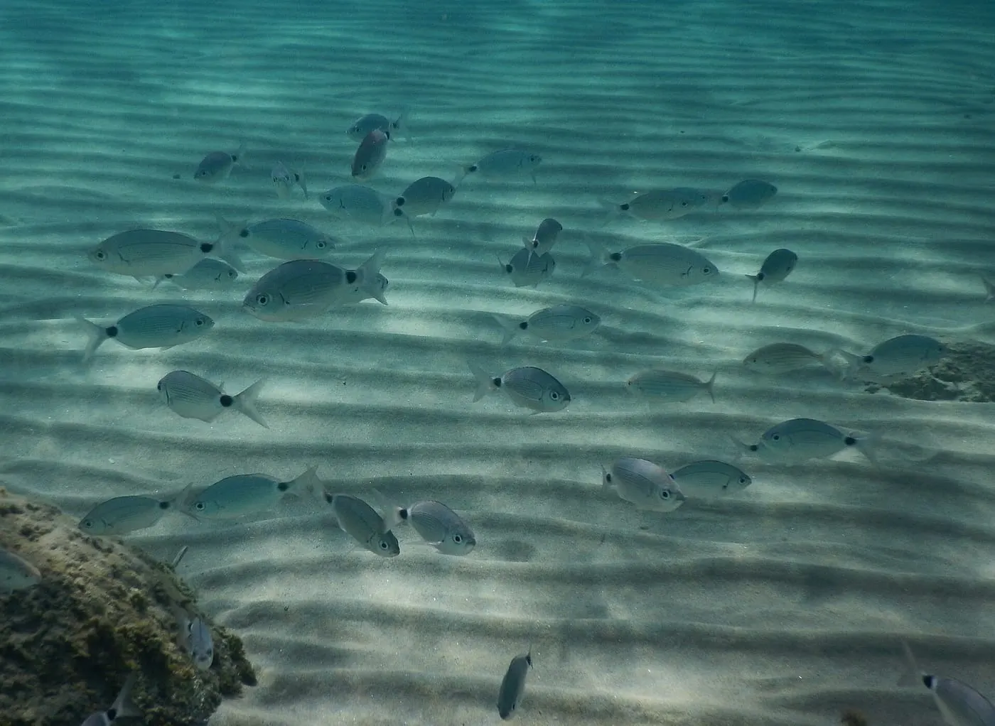 Oblada (Oblada melanura)