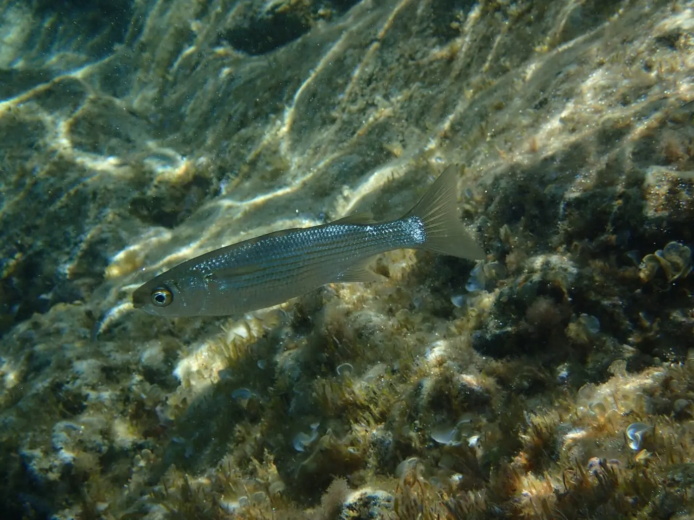 Llissa morruda (Oedalechilus labeo)