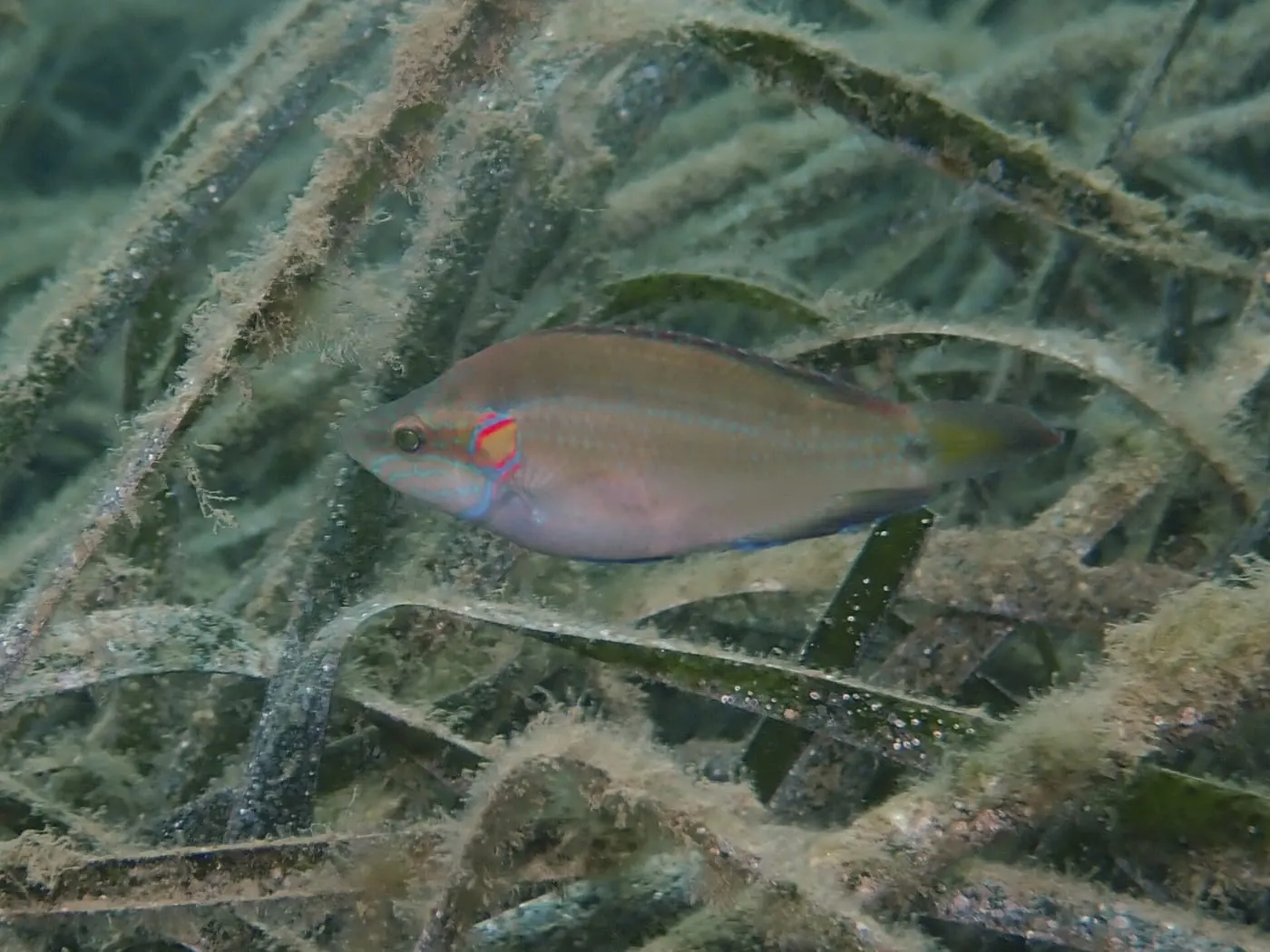 Tord d’ocels (Symphodus ocellatus)