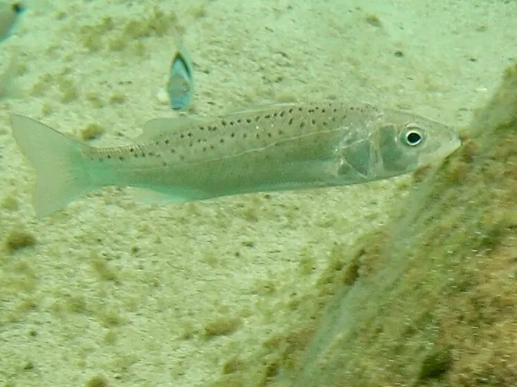 Llobarro (Dicentrarchus labrax)