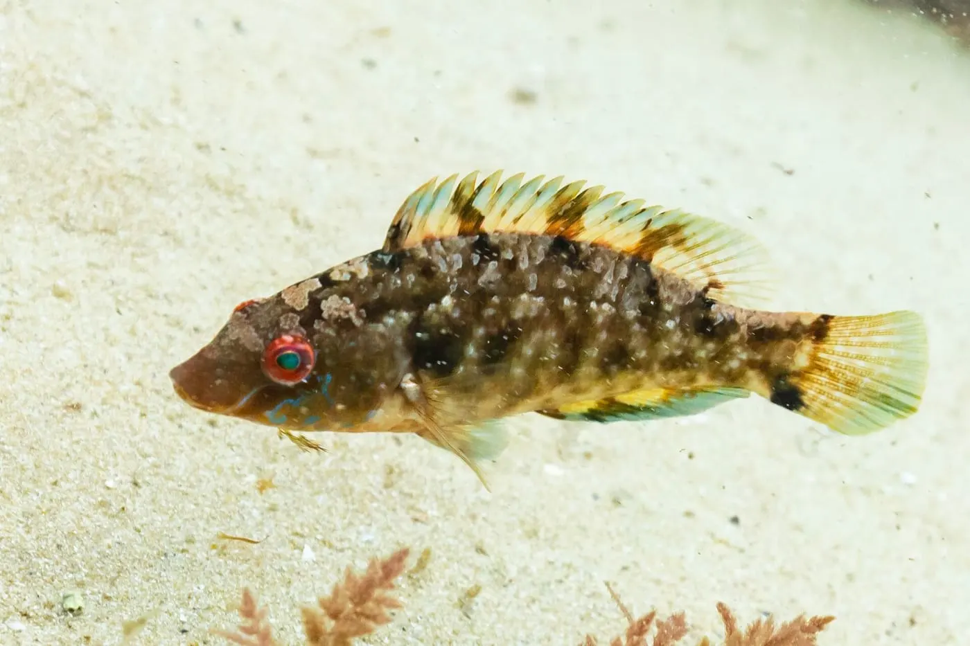 Tord roquer (Symphodus roissali)